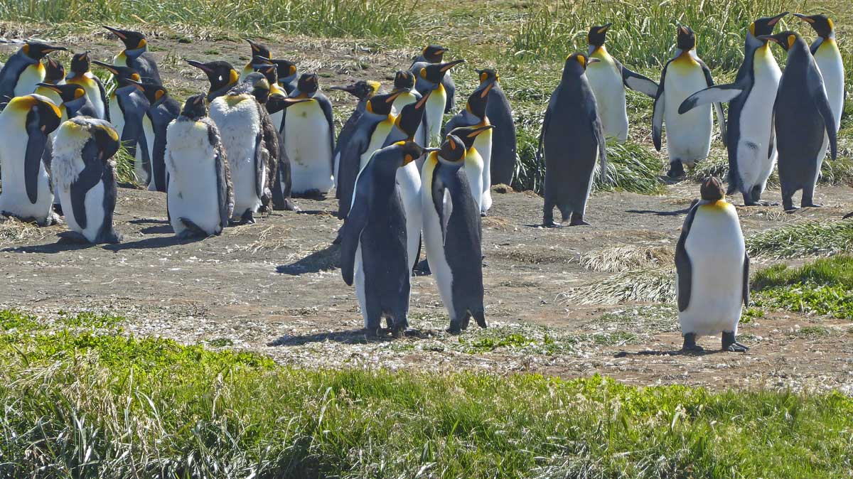 Pinguine unter sicha