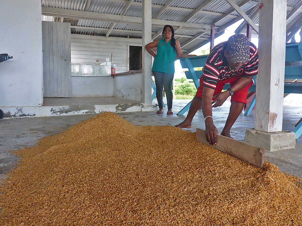 16 Reis wird zum Keimen gebracht unter dem Farmhaus unseres indischen Freundes Neishran