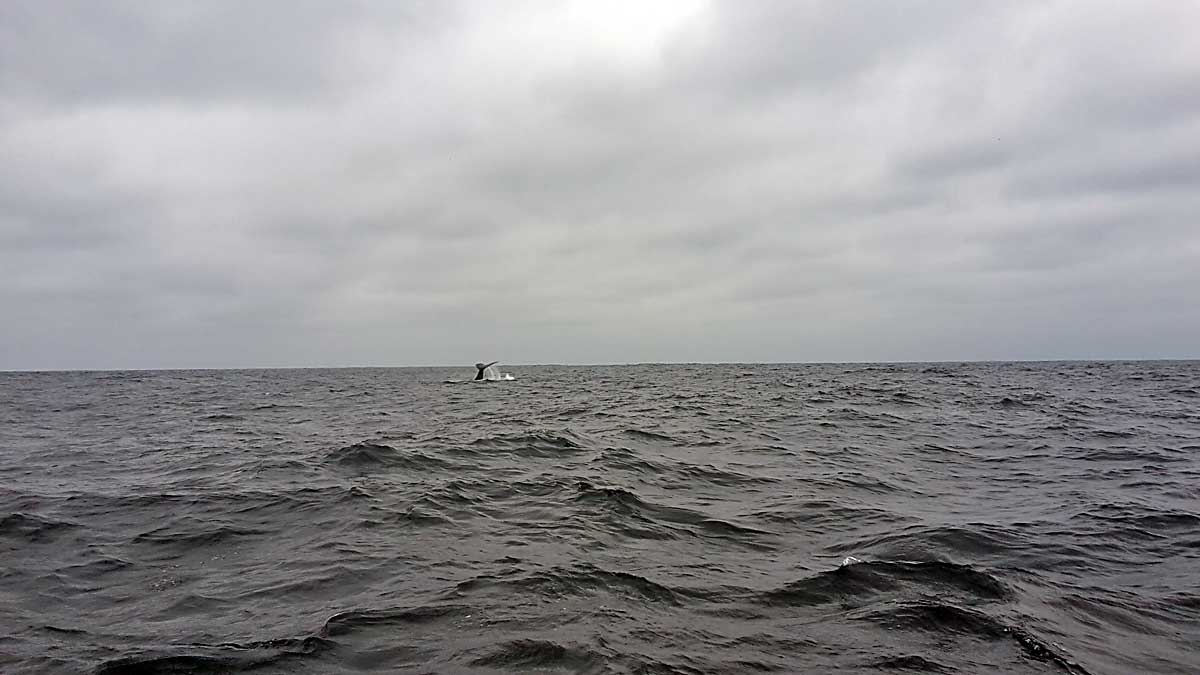 034 Buckelwale und Galapagosvoegel in Puerto Lopez1